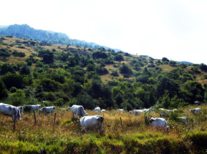 Mucche al pascolo sotto Monte Capraro