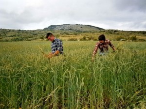 I fratelli Loreto e Luca Beniamino in mezzo al farro